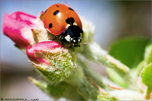 Coccinelle