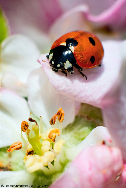 Coccinelle