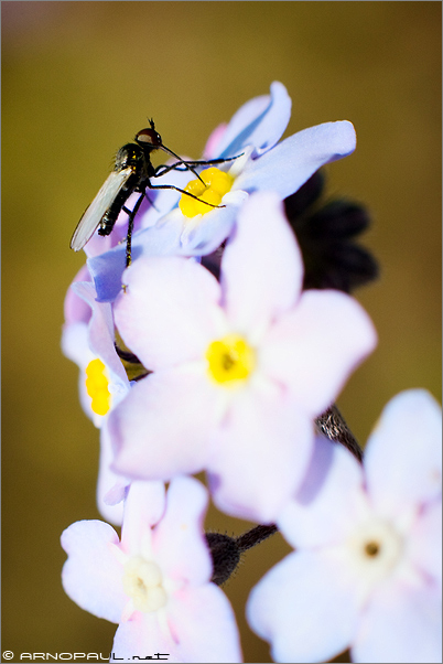 Insecte