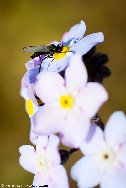 Insecte